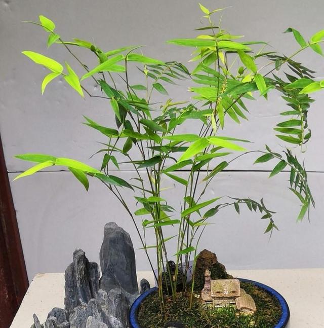 矮小型竹子品种图片