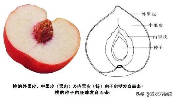 绣线菊亚科植物多具瞢荚果,少为蒴果,瞢荚果由离生心皮发育而来,是初生性状，或原始性状,蒴果由合（草莓上的小麻点真的只是种子吗）