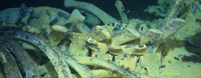 鲸落是什么，鲸落是什么类型的本（何为鲸落？其有何作用）