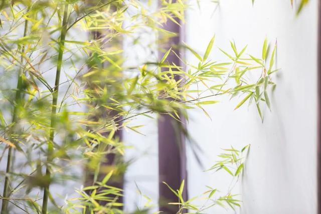 绝句文徵明还是念文微明，绝句作者文征明（57句“竹”诗词：一竿修竹）