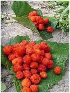 湖南有哪些特色水果，湖南人最全山里野果子