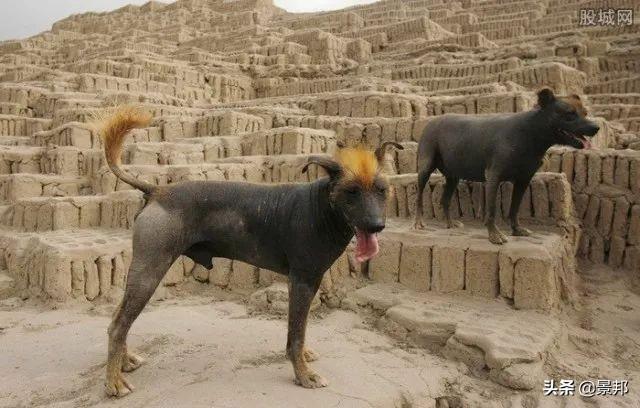 最丑的狗，全球最丑的十大狗狗排名（最丑的狗的品种）