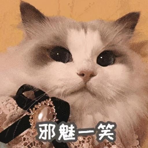 海豹双色布偶猫多少钱 海豹双色布偶猫和蓝双色布偶猫