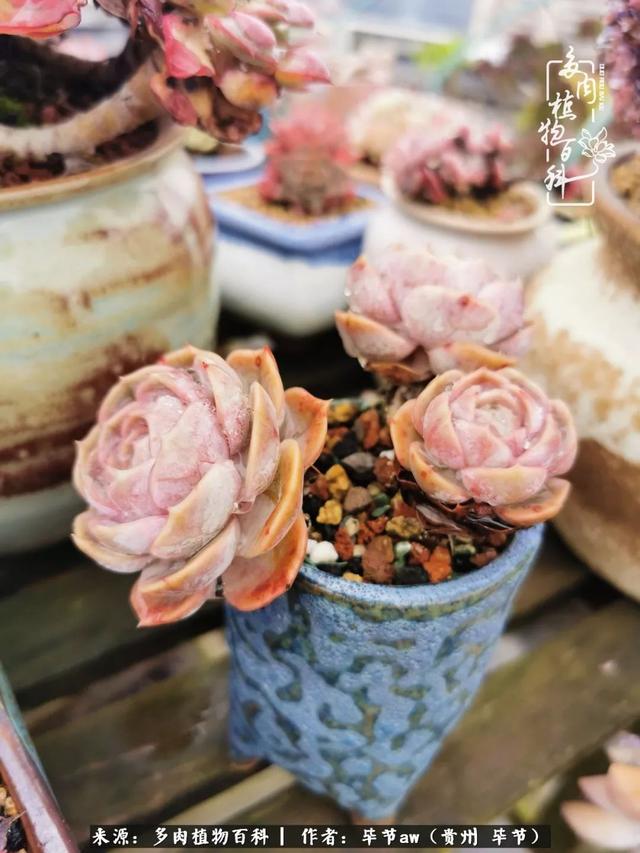 晴天橙子可爱头像微信，晴天橙子可爱头像（有多少次的会心一笑，全因多肉）