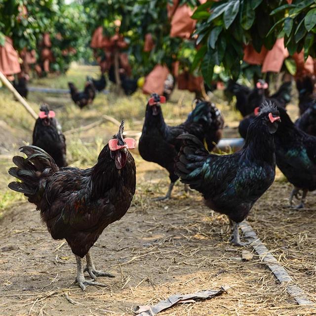 我属鸡戴什么辟邪还招财，属鸡的佩戴什么最旺财（为什么历来都说鸡可以辟邪镇妖）
