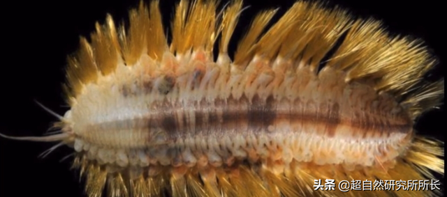 海底最深处的生物，10000米恐怖深海鱼（南极深处真的存在巨大的生物吗）