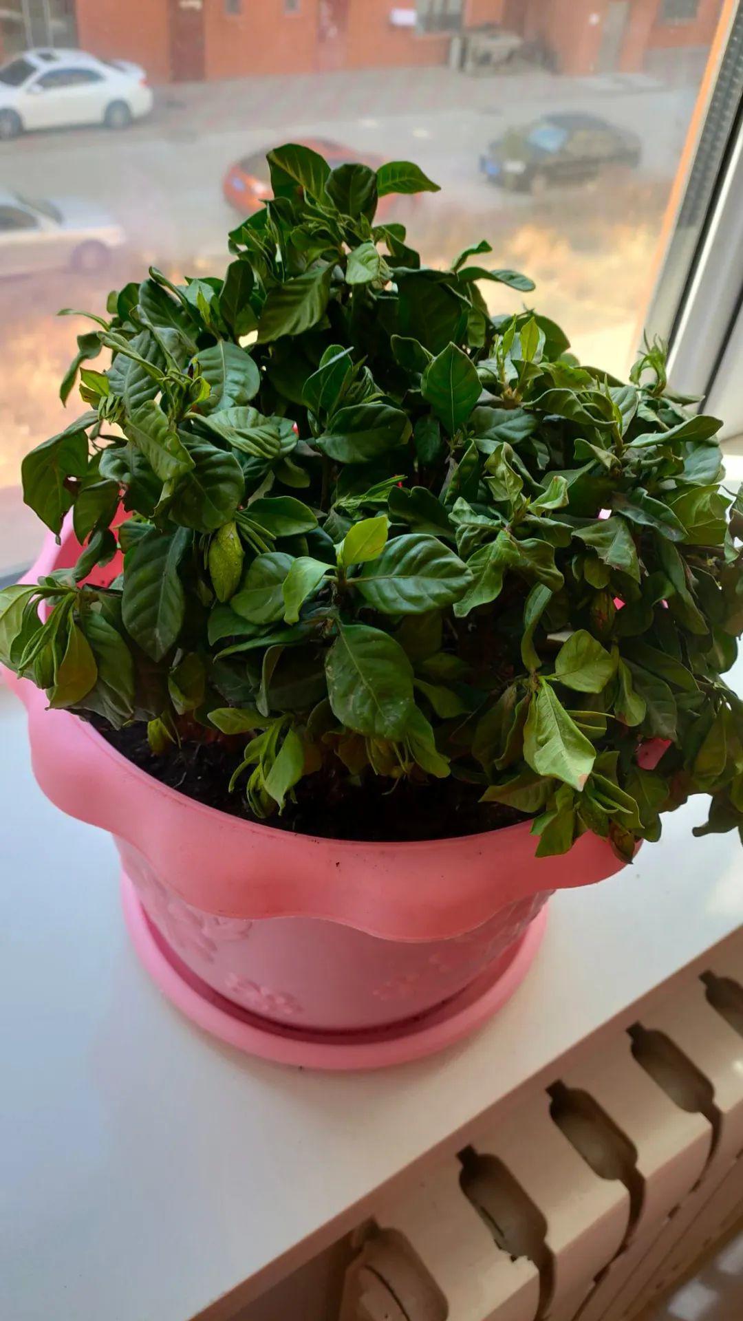 栀子花太难养？栀子花的养殖方法和注意事项