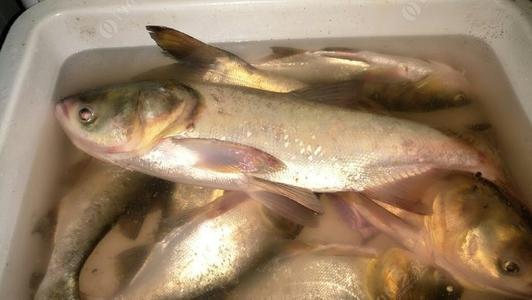 老钓手秘制浮钓鲢鳙饵料配方，实战高效诱鱼，轻松爆护不是梦