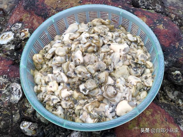 惠州海岛旅游景点哪里好玩，惠州野沙滩大汇总：8个野沙滩