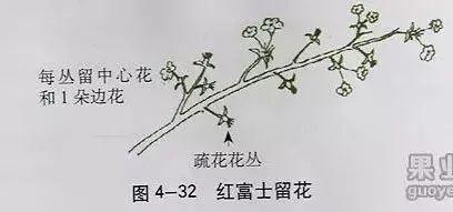 苹果树修剪技术，苹果树修剪技巧（苹果树“傻瓜式”修剪技术）