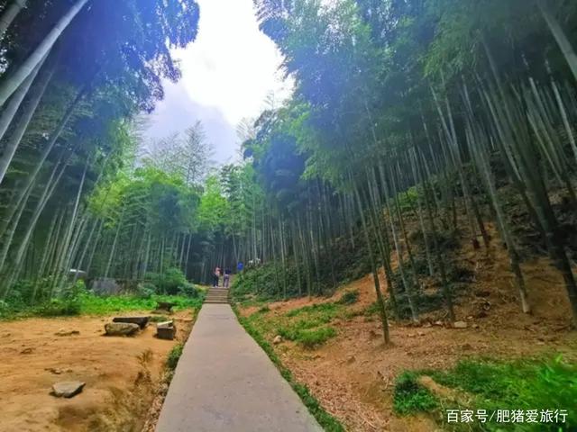 中国有几个竹海哪个更出名，中国哪个竹海最美（如今是不是还值得一去呢）