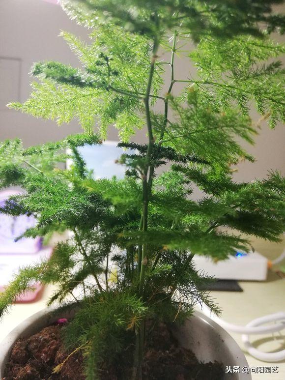 文竹的养殖方法，提高家庭的档次（文竹的养殖方法和注意事项几天浇水）