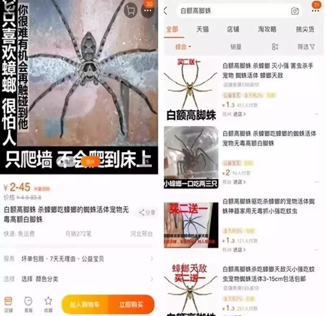 小蜘蛛有毒吗，家里出现的小蜘蛛有毒吗（厦门有人养了这种“网红”蜘蛛）