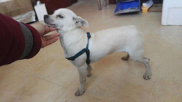 串串狗是什么意思，串串狗是土狗吗（你知道为什么\