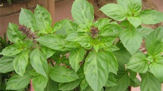 罗勒叶在中国叫什么，罗勒叶的别称（很多人傻傻分不清楚）