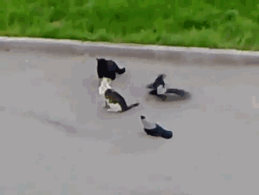 乌鸦为什么是黑的，乌鸦为什么是黑的是中国第一部（天下乌鸦可不是一般黑）