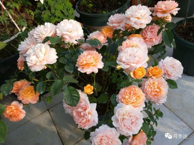 月季花品种，十大经典品种（凭一己之力撑起了整个花园的颜值）