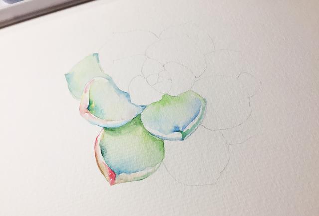 如何画简单的多肉植物，多肉怎样画简单（水彩教你怎么画可爱的多肉）