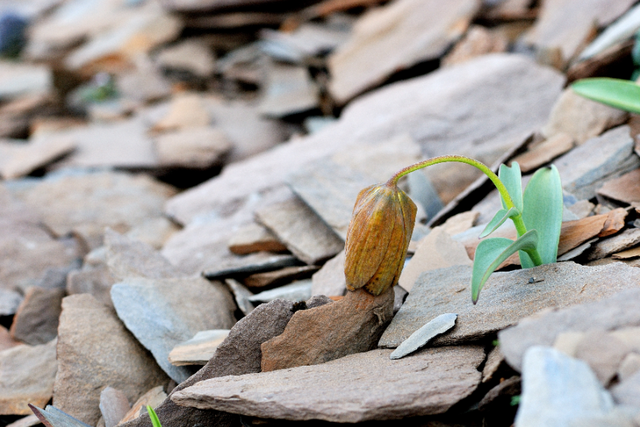 石蕊是什么，石蕊是什么意思（你有秋裤羽绒服）