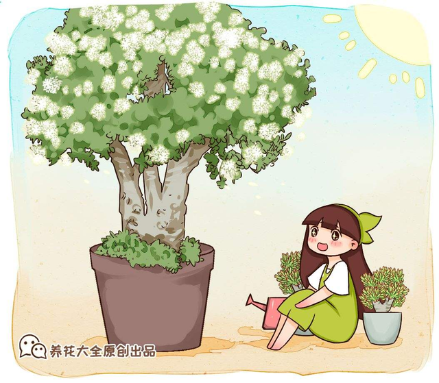 厚脸皮植物图片（家里养盆“厚脸皮”）