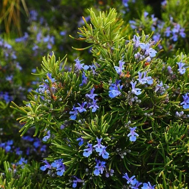 精油按摩7部位不同手法全面造美肌,精油按摩脸部的手法(学会极简精油护肤) 精油按摩7部位不同手法全面造美肌,精油按摩脸部的手法(学会极简精油护肤)