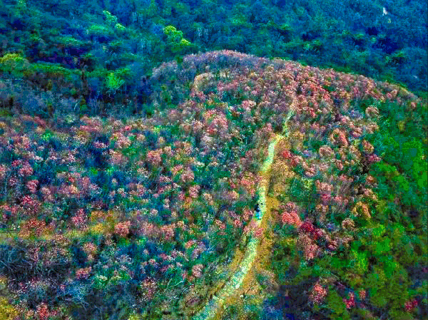 野生吊钟花什么时候开花，吊钟花结果吗（鲜艳的春节红已提早报春）