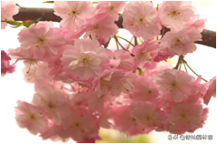 中国樱花有几个品种，中国樱花树品种（这81种樱花）