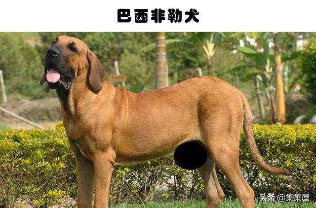 中国十个禁养狗，中国十大禁犬家养（在世界各地的城市里）