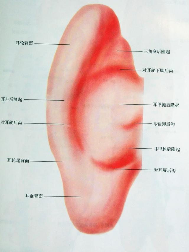 耳朵结构图与名称，耳部构造图（耳穴高清图谱）