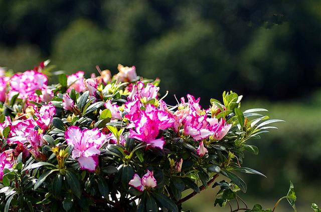 比利时杜鹃的养殖方法和注意事项，比利时杜鹃的养殖方法和注意事项是什么（冬季就该养一盆）