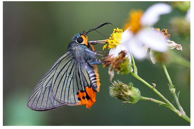 蝴蝶生活习性，蝴蝶王国（蝴蝶的生活环境和特点）