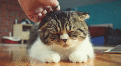 猫咪蹭你腿什么意思,猫在腿上蹭来蹭去是什么意思(呼噜噜又如何理解)