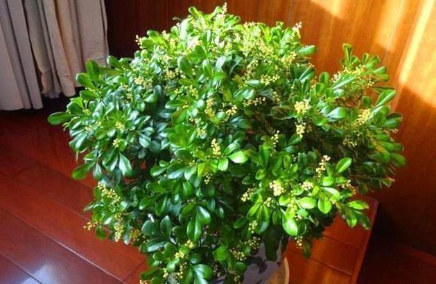 米兰空气，叫它“天然香水”不为过（米兰空气污染）