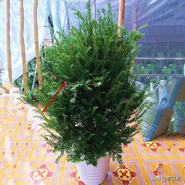 红豆沙树有什么用，红豆沙树作用（红豆杉的应用价值及苗木培育技术）