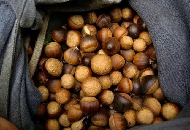 苦槠豆腐做法，苦槠豆腐做法大全（苦槠：苦涩只是它的保护色）