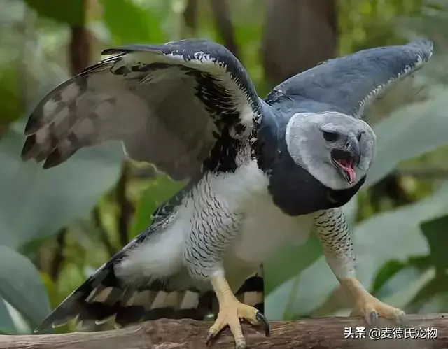 沙雕是什么鸟，沙雕是一种鸟吗（这些沙雕鸟儿也太好笑了哈哈哈哈哈哈哈）