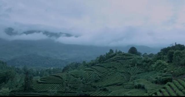 汉中仙毫是啥茶，汉中仙毫是什么茶（遗落在在秦巴山区的明珠——汉中仙毫）