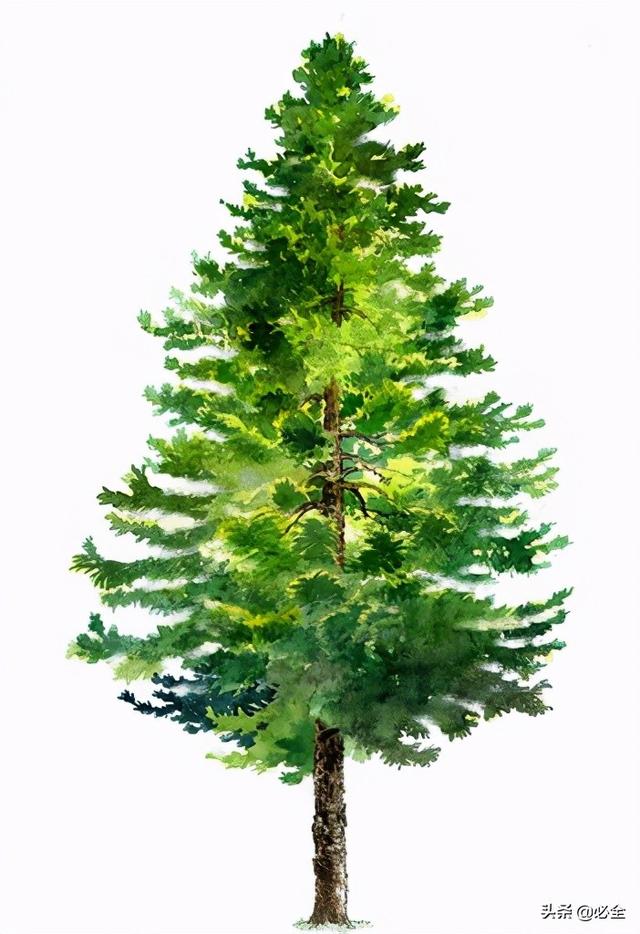 蓬径和冠幅有什么区别，冠径和冠幅是什么意思（这份图文并茂的强烈建议收藏）