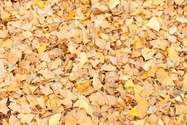 许昌旅游景点有哪些,许昌旅游景点有哪些地方(带你感受专属秋天的浪漫景色) 许昌旅游景点有哪些,许昌旅游景点有哪些地方(带你感受专属秋天的浪漫景色)