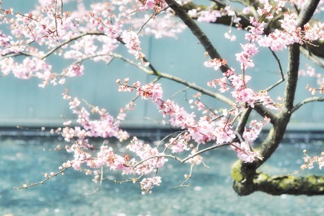 古诗300首有哪些，53首古诗三首（《唐诗三百首》中最美的10首诗）