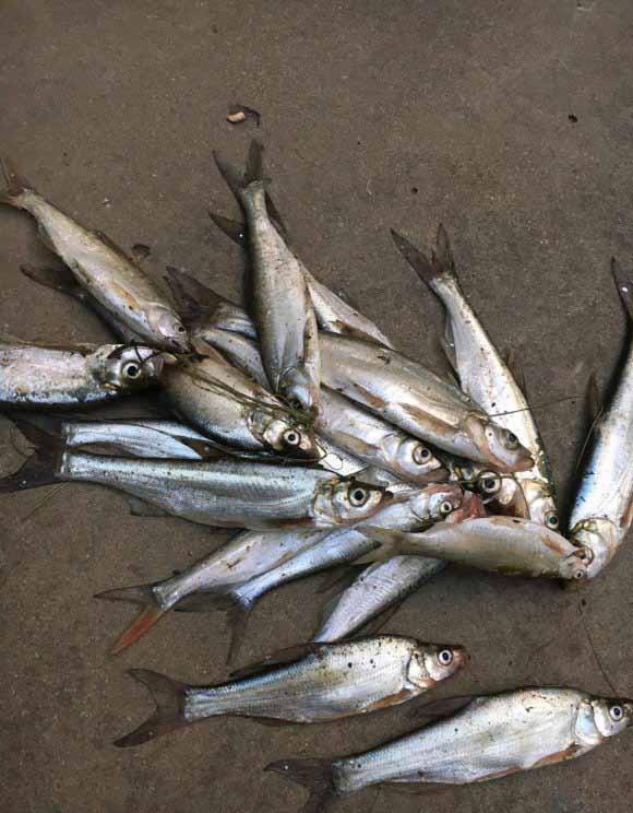 青稍鱼什么时候好钓，青稍怎么钓最快（春季手竿钓翘嘴的攻略与技巧）