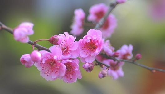 茶花（茶花树），能一直开到明年春天（茶花茶花树）