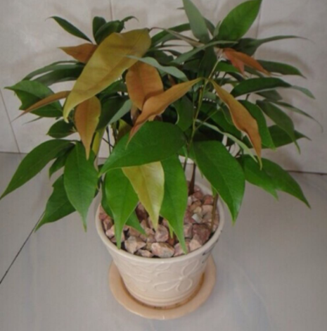 如何在家种植桂圆，如何在家种植桂圆树（喜欢吃龙眼就在家栽一盆）