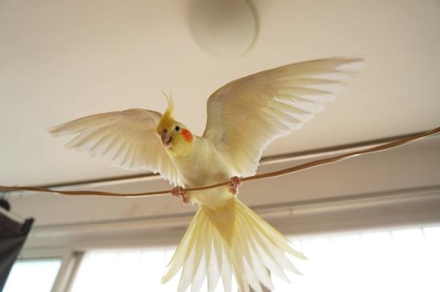 哪种宠物鸟最好养又好看，什么宠物鸟好看又好养（难怪能够“通杀”养宠物的朋友们）