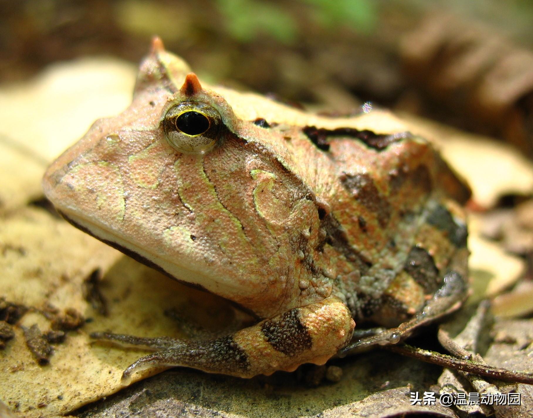 角蛙吃什么(想养好角蛙并不困难)