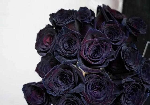 海洋之歌玫瑰花语,海洋之歌玫瑰的寓意是什么