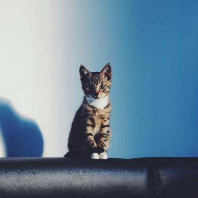 猫猫头像微信，猫猫头像（高清微信萌宠头像可爱小猫咪）