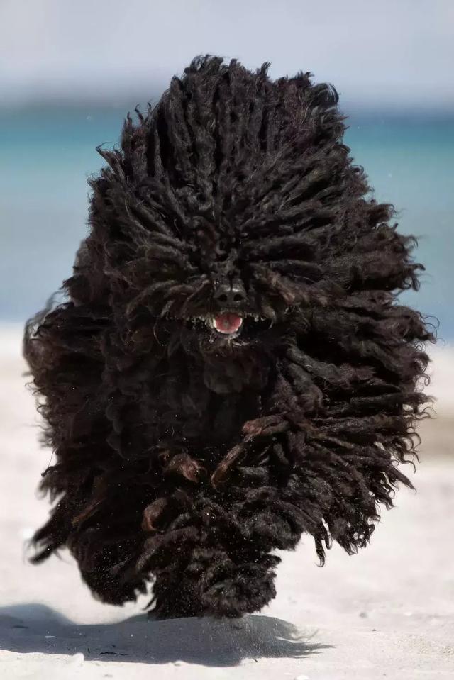 最好的护卫犬，最好的护卫犬体味小（AKC2019评选出的13个最佳家庭护卫犬）