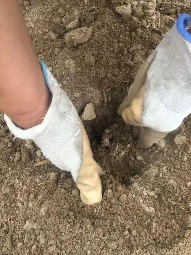 芍药不开花的解决办法，芍药一直不开花怎么办（开花个个比拳头大）