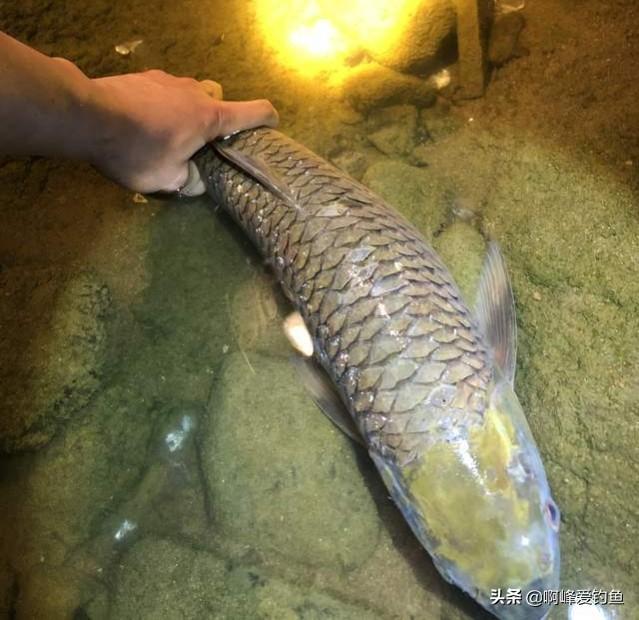 淡水魚的種類圖片,如今繁衍數量上超越羅非(淡水魚的種類圖片名稱)